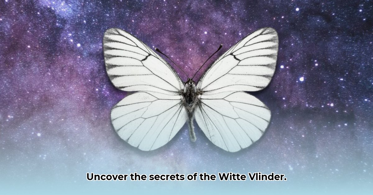 witte-vlinder-betekenis